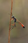 Ammophila sabulosa