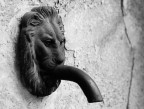 Il Leone Il Leone