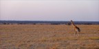 tramonto sul parco Etosha tramonto sul parco Etosha