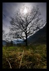 sun tree sun tree