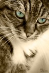 ... ...