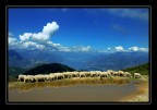 Sheeps Sheeps