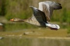 Anatra in volo Anatra in volo