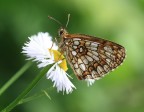 Mellicta athalia Mellicta athalia