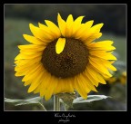 girasole