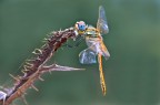 Libellula gialla Libellula gialla
