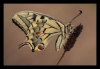 Papilio macaon Papilio macaon