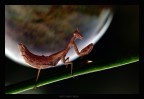 stregata dalla luna stregata dalla luna