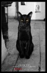 Golden Eyes Golden Eyes