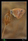 ...Hipparchia.... ...Hipparchia....