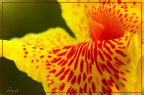 Canna Fiorifera Canna Fiorifera