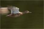 Panning Panning