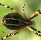 Argiope