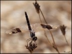 una piccola libellula una piccola libellula