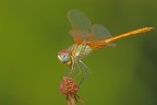 simpetrum fonscolombii