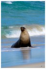 Seal Bay - Australia Seal Bay - Australia