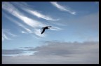 ...IN VOLO ...IN VOLO
