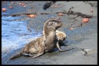 CUCCIOLI CUCCIOLI