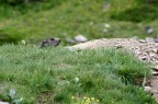 A caccia di marmotte in Val d'Aosta