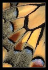 Papilio macaon-Texture Papilio macaon-Texture