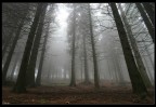 nuvole in pineta... nuvole in pineta...