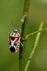 Scherzi della natura Scherzi della natura