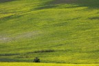 Giallo Giallo