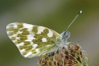 Euchloe ausonia Euchloe ausonia