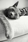 La mia grigia... La mia grigia...