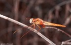 libellula libellula