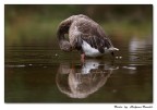 .........un meritato bagno rinfrescante .........un meritato bagno rinfrescante