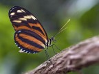 Butterfly Butterfly