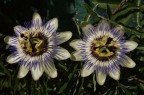 i gemellini passiflora i gemellini passiflora