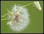 Esprimi un desiderio.... Esprimi un desiderio....
