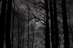 il bosco delle tenebre!! il bosco delle tenebre!!