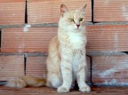Bastet Bastet