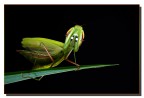 Mantis Mantis