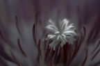 Il Cuore Della Medusa Il Cuore Della Medusa