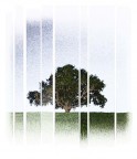 ALBERO ALBERO