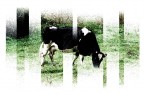 MUCCA MUCCA