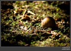 natura decisamente...morta natura decisamente...morta