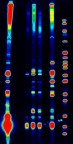 Pseudocolored Radioactive RNA Pseudocolored Radioactive RNA