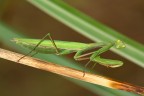 mantis religiosa mantis religiosa