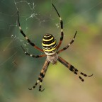 argiope