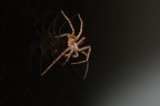 spider