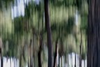 alberi alberi