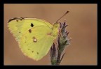 Colias crocea, Texture e Geometride