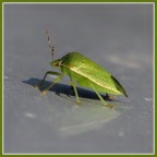 Nezara viridula ...... Nezara viridula ......