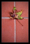 Regalo d'autunno Regalo d'autunno