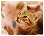 Minou Minou